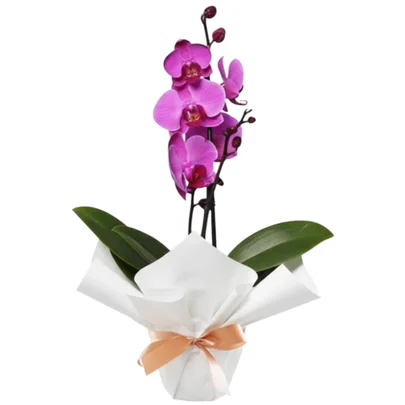 Foto do produto em Vasos de flores
